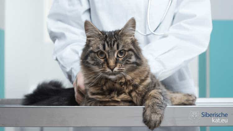 Medpets-dierenarts