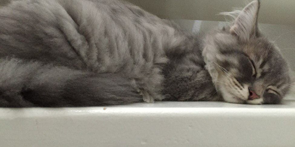 Katten allergie? (Koop een Siberische kat) Siberische kat doet een dutje