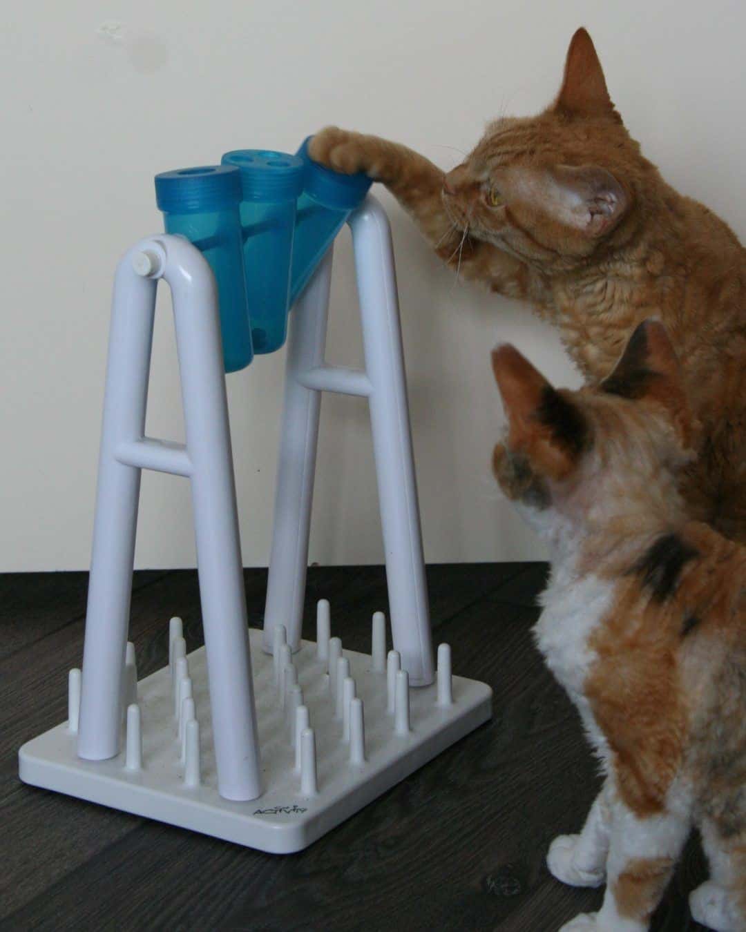 Braintraining voor je kat: nuttig en leuk