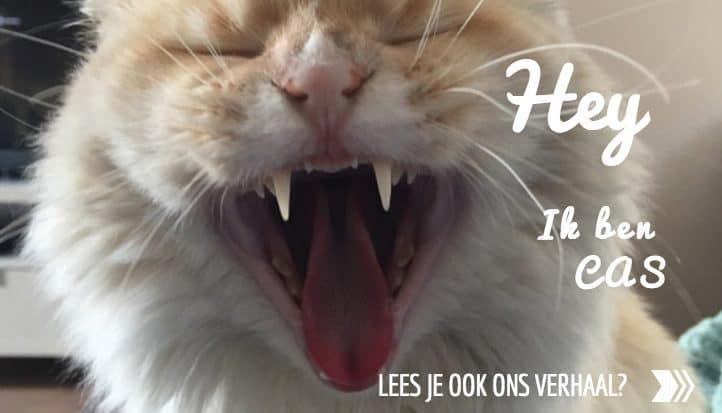 Een verhaal over Siberen liefde? Hey Ik ben Cas een Siberische kat