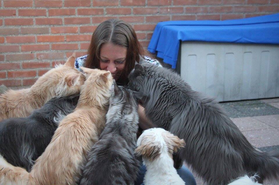 Maine Coon groep kattenliefde
