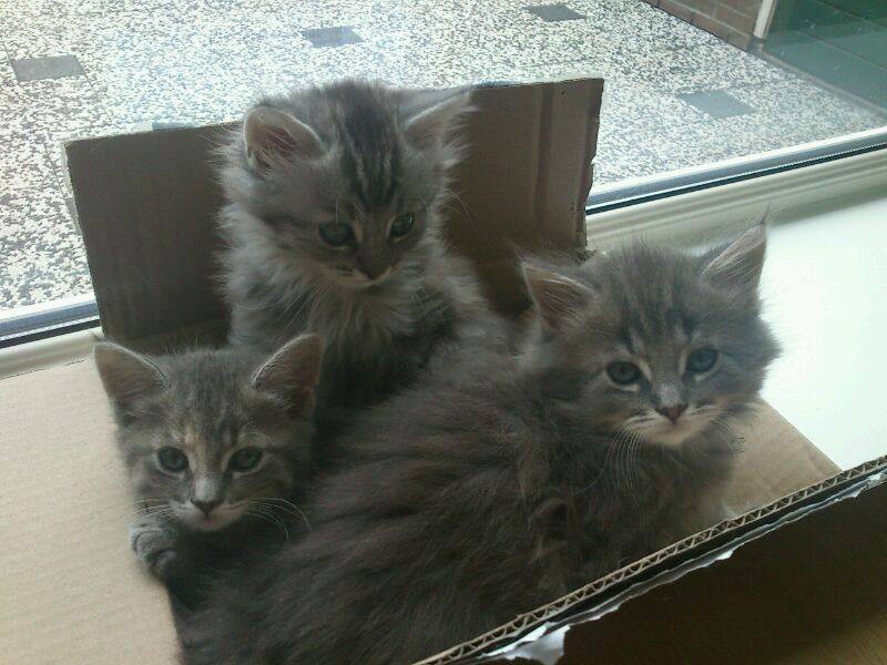 Maine coon kittens