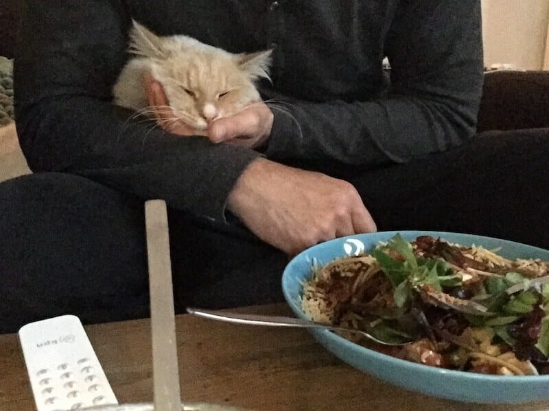 Siberische kat eet een hapje mee