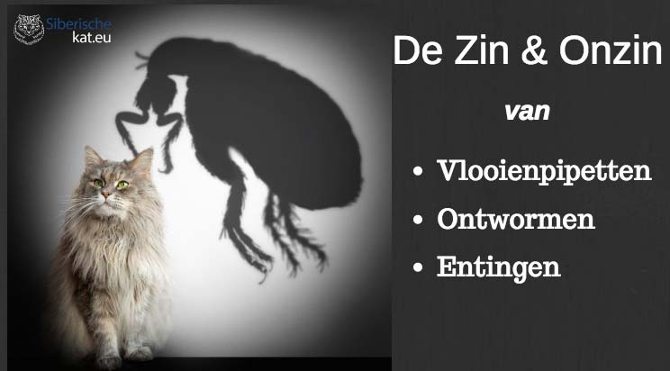 Waarom je kat ontvlooien en ontwormen? kat-ontvlooien-en-ontwormen