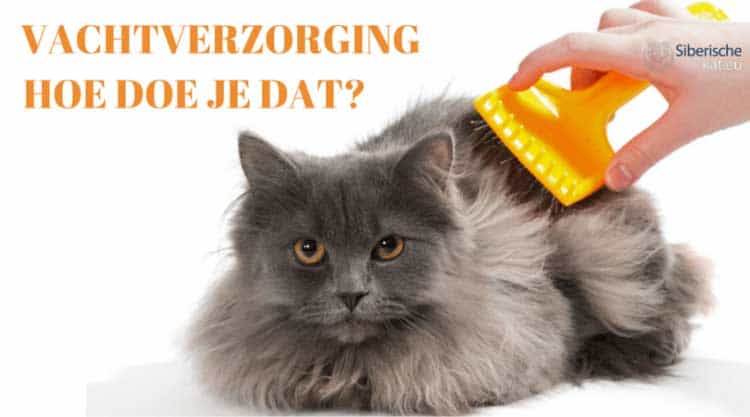 Hoe verzorg ik de vacht van mijn kat? vachtverzorging-kat