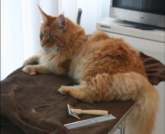 vachtverzorging kat