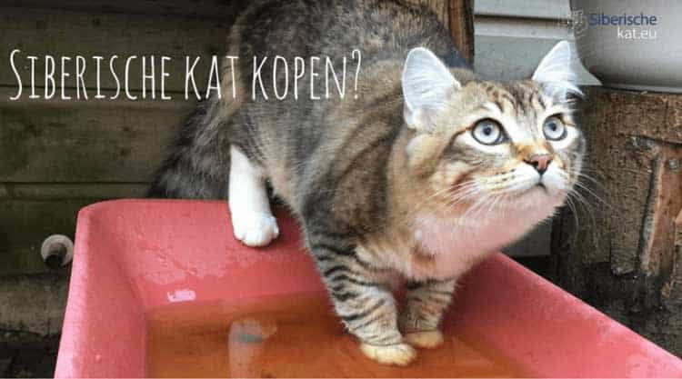 Siberische kat kopen siberische-kat-kopen